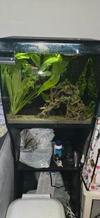 fluval aquarium 57 liter, Dieren en Toebehoren, Vis