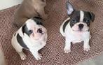 Franse Bulldog pups met NL paspoort – direct beschikbaar!, Dieren en Toebehoren, Honden | Bulldogs, Pinschers en Molossers, Parvo