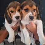 Beagle pups raszuiver, Dieren en Toebehoren, Honden | Beagles, Bassets en Lopende honden, Beagle, CDV (hondenziekte), 8 tot 15 weken