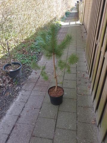 Grove den, Pinus sylvestris C5 125-150 CM 2 stuks á € 24,75 beschikbaar voor biedingen