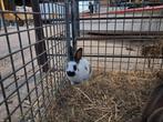 Konijnen, Meerdere dieren