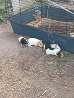 Cavia's, Dieren en Toebehoren, Knaagdieren, Meerdere dieren, Cavia, Voor 1 juli 2024