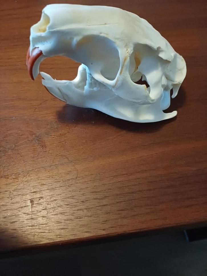 Beverrat Schedel - Myocastor Coypus, Verzamelen, Dierenverzamelingen, Gebruikt, Schedel, Wild dier, Ophalen of Verzenden