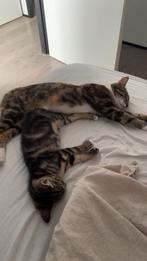 2 kittens zoeken nieuw huisje, Dieren en Toebehoren, Katten en Kittens | Raskatten | Korthaar, Poes, Ontwormd, 0 tot 2 jaar