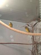 Zwartkopsijs, Dieren en Toebehoren, Vogels | Overige Vogels, Vrouwelijk, Geringd