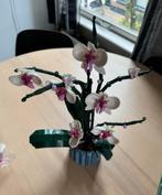 LEGO Orchidee Kamerplant, Overige soorten, In pot, Minder dan 100 cm, Bloeiende kamerplant