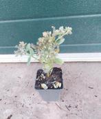 Sedum herbstfreude, Vaste plant, Halfschaduw, Herfst, Ophalen
