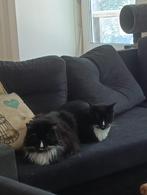 Katten, Dieren en Toebehoren, Kater, Kortharig, 6 jaar of ouder