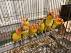 Koningsdag open: Jonge caique roestkop papegaaien, Meerdere dieren, Papegaai, Pratend