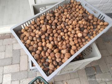 WALNOTEN OOGST 2025 TE KOOP in de klundert.3.75 euro per kg  beschikbaar voor biedingen