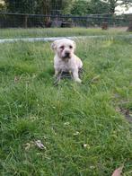 Kleine boomer reu, Dieren en Toebehoren, Honden | Chihuahua's en Gezelschapshonden, CDV (hondenziekte), 1 tot 2 jaar, Eén hond