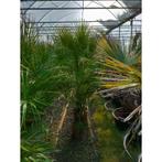 Chamaerops Humilis - Europese Dwergpalm g30987