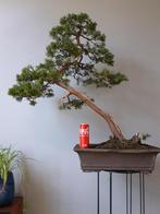 bonsai Juniper, Tuin en Terras, Overige soorten, Ophalen