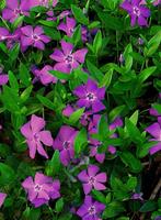 Vinca minor atropurpurea | paarse bloemetjes | vaste plant, Tuin en Terras, Bodembedekkers, Volle zon, Vaste plant, Ophalen of Verzenden
