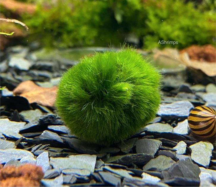 Chladophora mosbal 2–4 cm, Dieren en Toebehoren, Vissen | Aquaria en Toebehoren, Nieuw, Plant(en), Steen of Hout, Ophalen of Verzenden