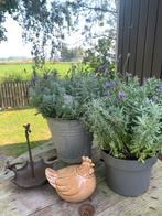 Leuke kip, Ophalen of Verzenden, Nieuw