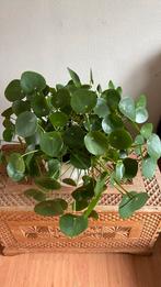 Zeer grote, gezonde pannenkoekplant, met pot., Huis en Inrichting, Kamerplanten, Overige soorten, In pot, Minder dan 100 cm, Groene kamerplant