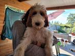 NOG ÉÉN roodbonte Irish Doodle pup( TEEFJE) beschikbaar!, Dieren en Toebehoren, Nederland, Rabiës (hondsdolheid), 8 tot 15 weken