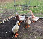 Loopenden, Meerdere dieren, Eend