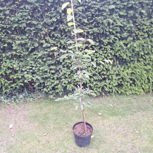 Krentenboom, Tuin en Terras, Planten | Struiken en Hagen, Overige soorten, Ophalen