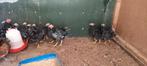 Wyandotte broedeieren in vele kleuren Zie foto's, Dieren en Toebehoren, Pluimvee, Geslacht onbekend, Kip