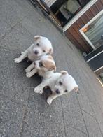 Jack russel puppys, Dieren en Toebehoren, Honden | Jack Russells en Terriërs, Jack Russell Terriër, 8 tot 15 weken, Meerdere, Meerdere dieren