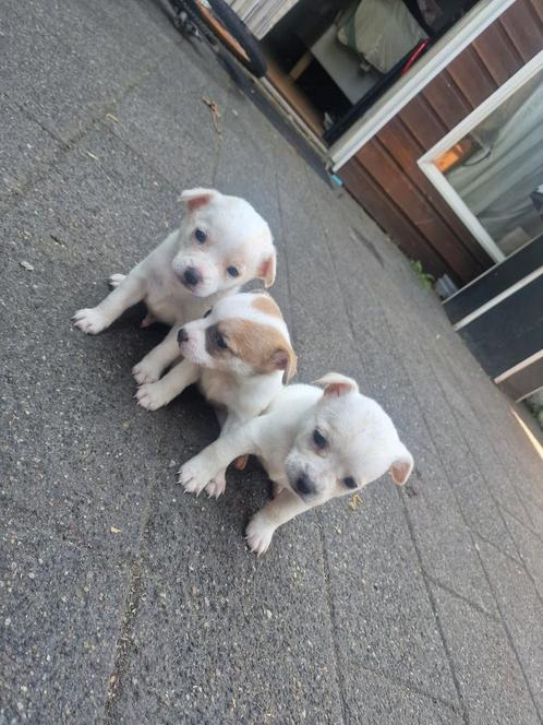 Jack russel puppys, Dieren en Toebehoren, Honden | Jack Russells en Terriërs, Meerdere dieren, Jack Russell Terriër, Particulier
