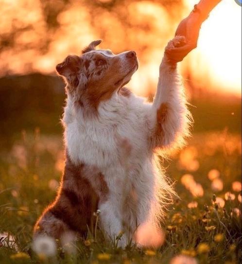 Honden uitlaatservice aangeboden Zutphen, Dieren en Toebehoren, Honden-accessoires, Nieuw, Ophalen of Verzenden
