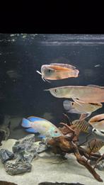 2x zilveren Arowana, Dieren en Toebehoren, Vis