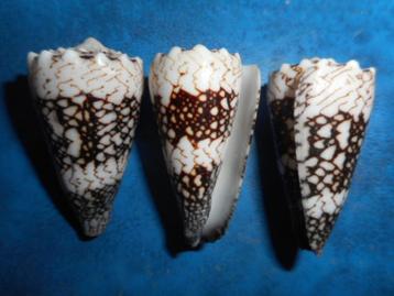 Schelpen: Conus bandanus vidua Gmelin f++g 40-50mm beschikbaar voor biedingen