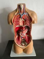Antiek, Anatomisch Model Torso, Antiek en Kunst, Ophalen of Verzenden