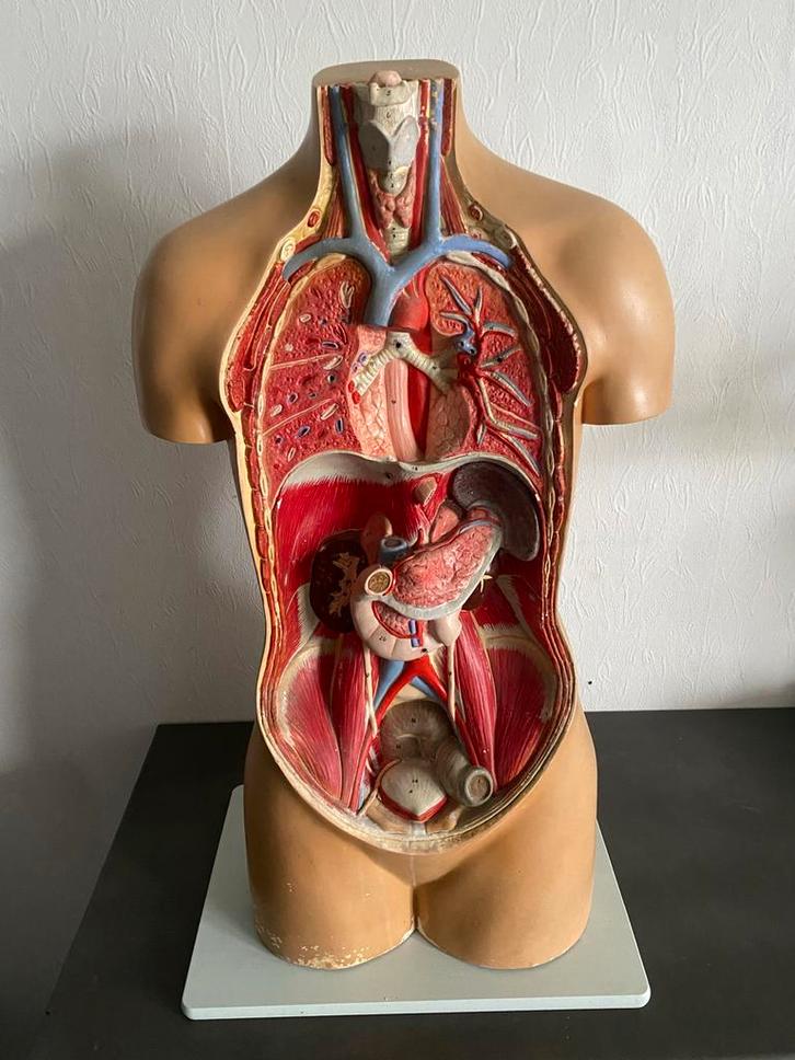 Antiek, Anatomisch Model Torso, Antiek en Kunst, Curiosa en Brocante, Ophalen of Verzenden