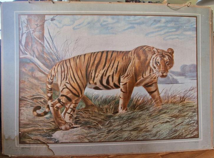 Tijger / Illustrator onbekend, Antiek en Kunst, Antiek | Schoolplaten, Geschiedenis, Ophalen