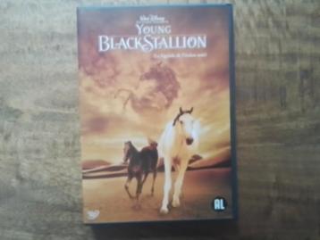 Young Black Stallion ( WD ) Origineel en in Nieuwstaat ) beschikbaar voor biedingen