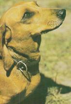 Kaart Korthaar Teckel, Ophalen of Verzenden, 1980 tot heden, Ongelopen, Hond of Kat