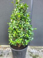 Camelia zuilvorm extra maat, Halfschaduw, Overige soorten, Lente, 100 tot 250 cm