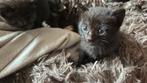 Lieve kittens te koop!, Dieren en Toebehoren, Katten en Kittens | Overige Katten