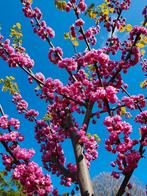Cercis Pink Pom Pom / Nieuw ‼️‼️/ judasboom, Lente, 400 cm of meer, Ophalen, Volle zon
