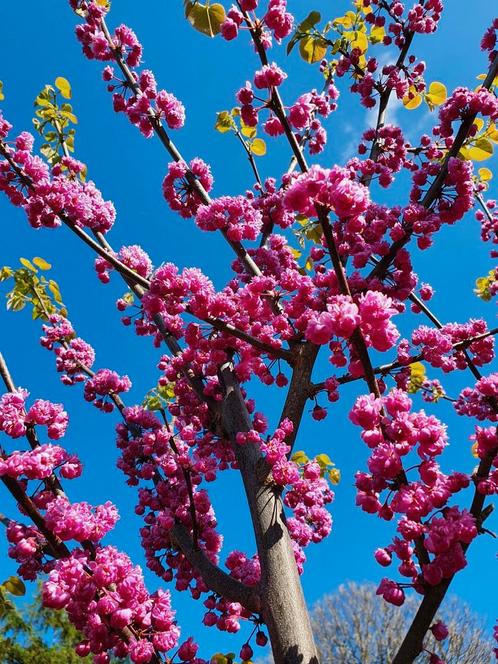 Cercis Pink Pom Pom / Nieuw ‼️‼️/ judasboom, Tuin en Terras, Planten | Bomen, Bolboom, 400 cm of meer, Volle zon, Lente, In pot