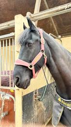 Kentucky halster, Dieren en Toebehoren, Ophalen of Verzenden, Zo goed als nieuw, Overige soorten