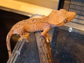 Wimpergekko superdalmatian beschikbaar voor biedingen