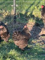 Brahma zwart groot, Dieren en Toebehoren, Pluimvee, Vrouwelijk, Kip