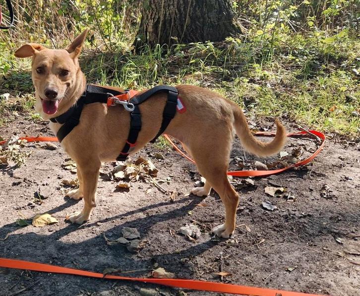 MARGARITA Podenca X 3jr/45cm, lief aanhankelijk, in NL, Dieren en Toebehoren, Honden | Niet-rashonden, Middel, Teef, Particulier