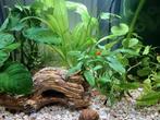 Molly visjes zwart wit en oranje platy visjes, Dieren en Toebehoren, Vissen | Aquaria en Toebehoren, Ophalen, Zo goed als nieuw