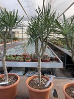 Senecio Kleinia in de 23cm pot mooi vertakt., Vetplant, Ophalen of Verzenden, In pot, Minder dan 100 cm