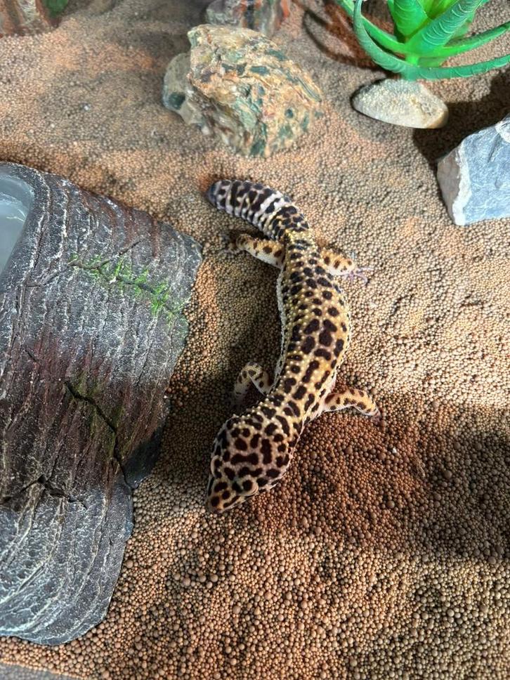 Luipaard gekko, Dieren en Toebehoren, Reptielen en Amfibieën, Hagedis, 0 tot 2 jaar, Tam