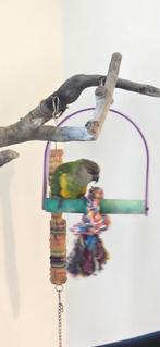 bonte boer pop 2014 prijs is vast!!, Dieren en Toebehoren, Vogels | Parkieten en Papegaaien, Vrouwelijk, Papegaai