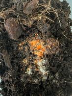 Oranje springstaartjes, Dieren en Toebehoren, Reptielen en Amfibieën | Toebehoren, Ophalen of Verzenden, Nieuw, Overige typen