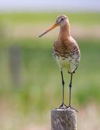GEZOCHT opgezette/ taxidermie grutto, Ophalen of Verzenden, Vogel, Opgezet dier