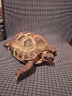 Vrouwelijke Russische vierteen landschildpad, Dieren en Toebehoren, Reptielen en Amfibieën